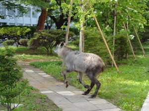 serow 2