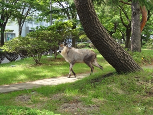 serow 3