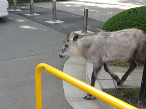 serow 4