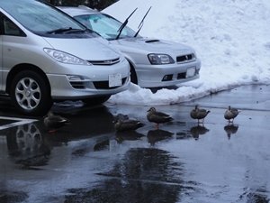 duck 1