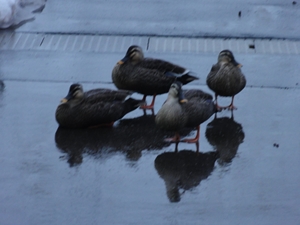 duck 2