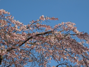 cherry blossomes