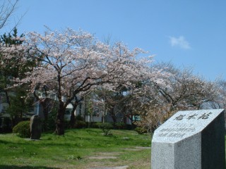 cherry