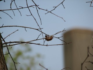 cicada