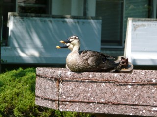 duck