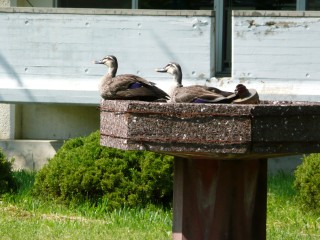 duck