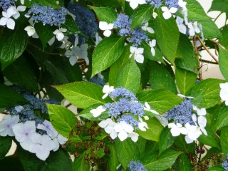 Hydrangea