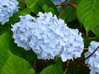 Hydrangea