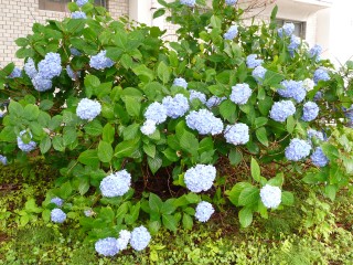 Hydrangea