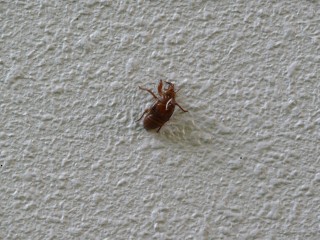 Cicada
