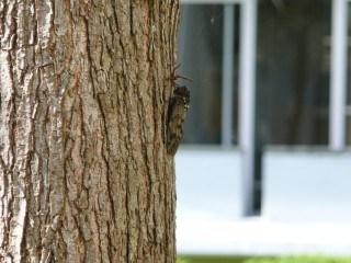 Cicada