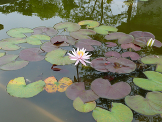 water lily 1