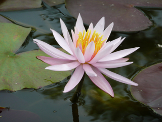 water lily 3