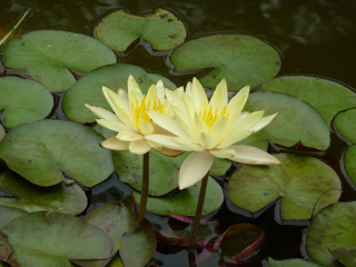 water lily 4