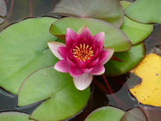 water lily 5
