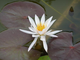 water lily 6