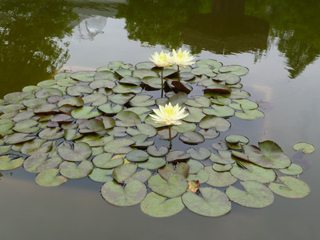 water lily 2
