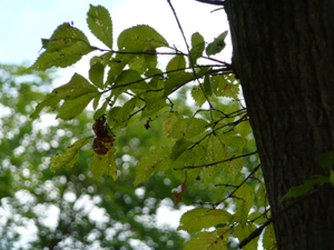 Cicada 1
