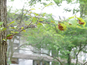 Cicada 3