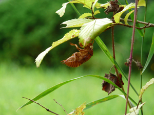Cicada 4