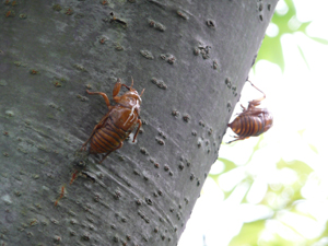 Cicada 5