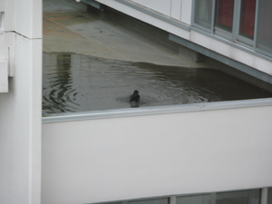 crow 1