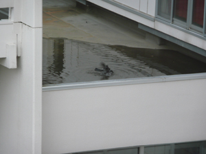 crow 2