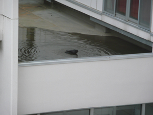 crow 3