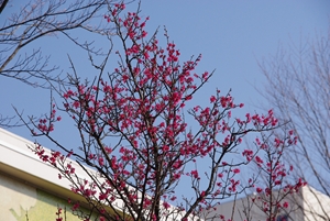 ume 1