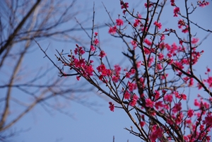 ume 2