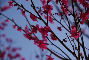 ume 3