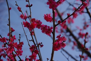 ume 4