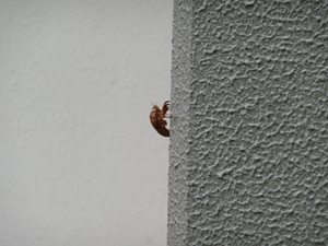 Cicada 1