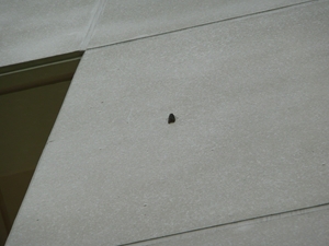 Cicada 2