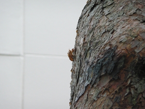 Cicada 3